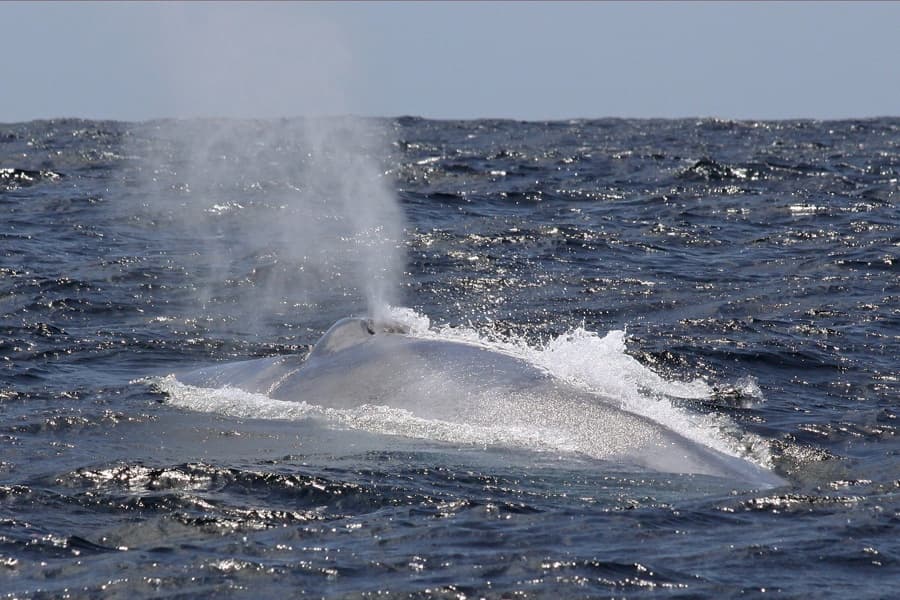 Two Weeks with Whale Project Azores: Hands-On Whale Research from Horta