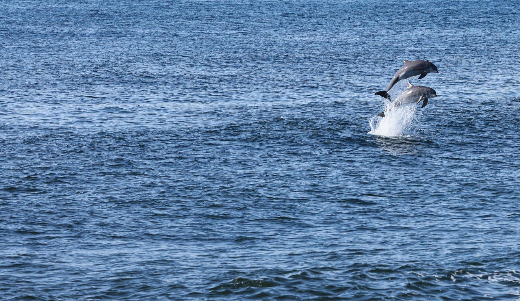 Dolphin in Mantoloking, New Jersey