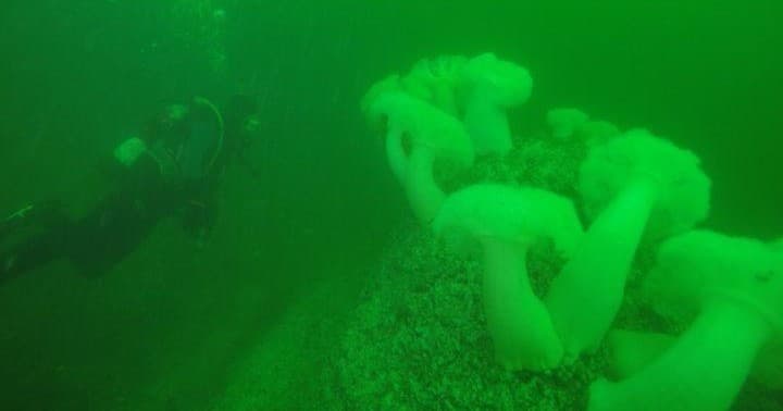 Scuba & Kayaking in Exotic Aquatics - Deep Water Adventures