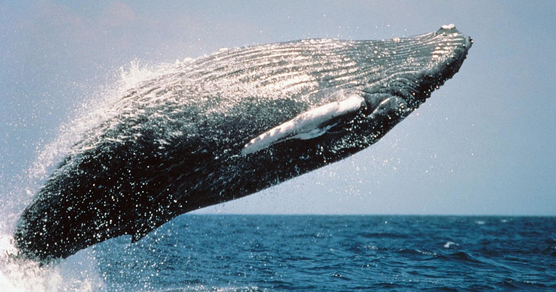 Humpback Whale Watching in Kailua-Kona, Hawaii