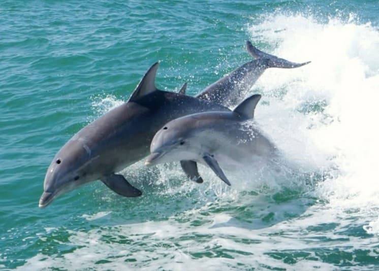 Wildlife & Water Activities: Dolphin Watch at SPI Docks