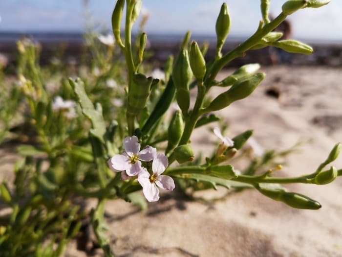 Coastal Foraging with Northern Wilds on Northumberland Shore