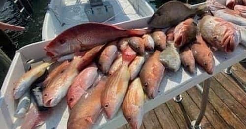 Fishing Adventures with Luck o' The Irish Charters in Fort Myers Beach