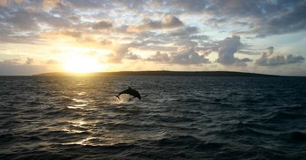 Dolphin breaching at sunset off Carrigaholt coast, ocean jump