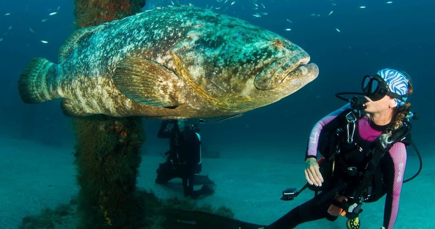 Wreck Diving Adventure with Mac's Sports in Panama City Beach