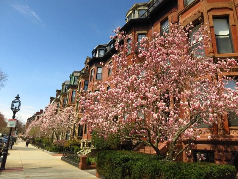 Cherry blossom lined brownstone street, spring walking tour