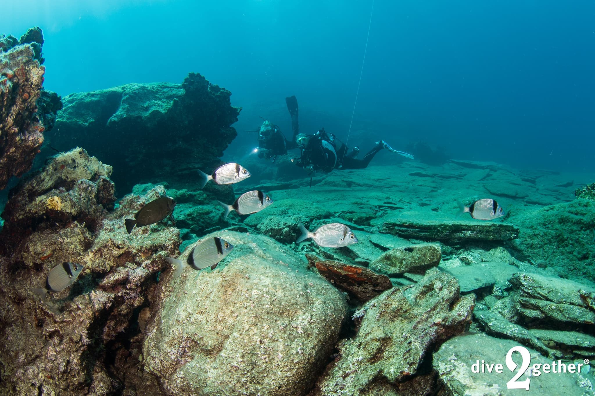 Dive with a Marine Biologist: AWARE Fish ID in Plakias, Crete photo 2