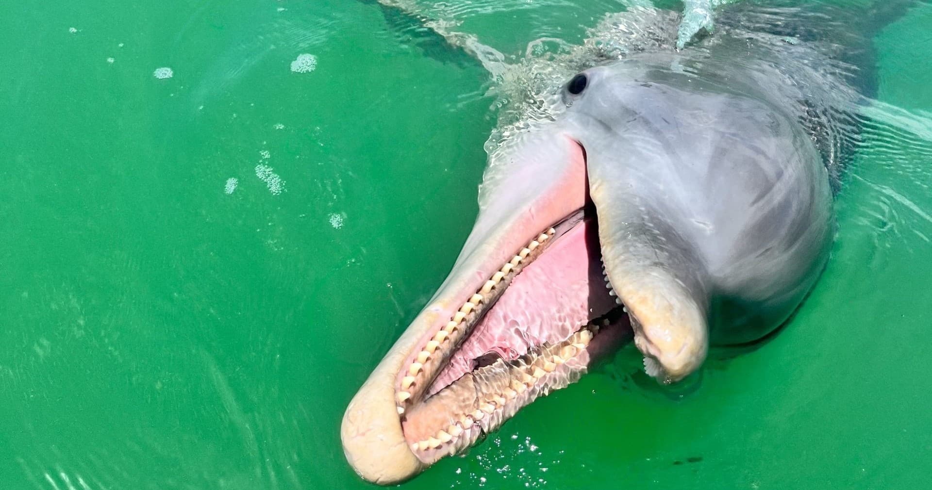 Bottlenose dolphin surfacing and interacting in green seawater