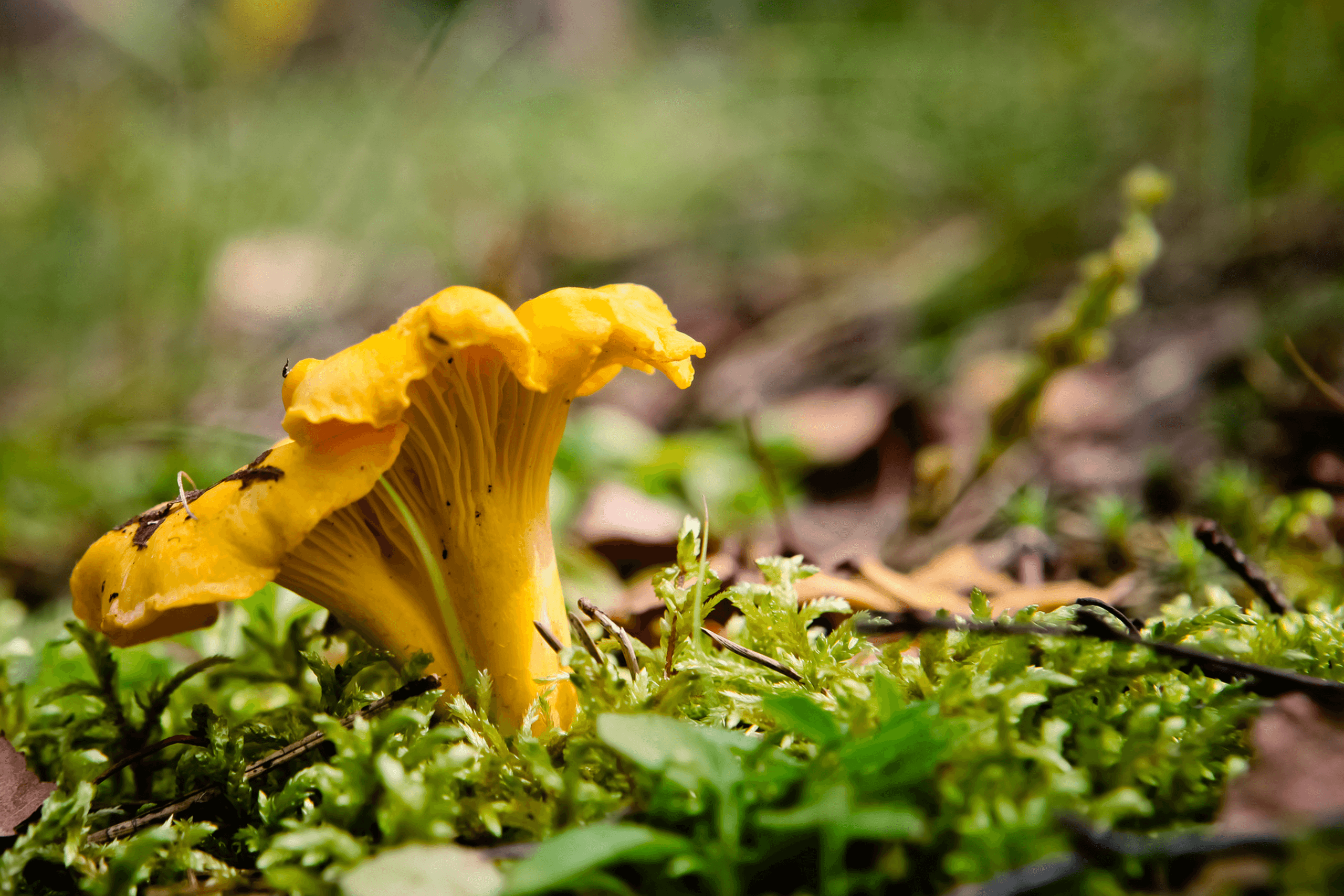 Crazy for Chanterelles: Guided Mushroom Foray Near Redmond, WA