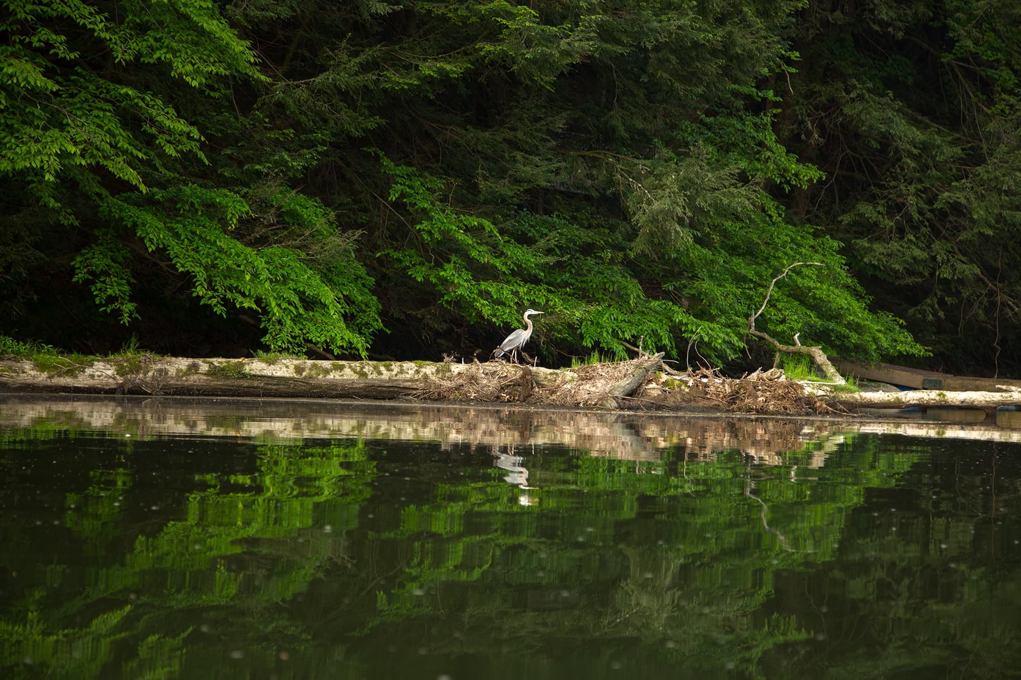 Kinzua Dam to Buckaloons Kayak Adventure in Pennsylvania
