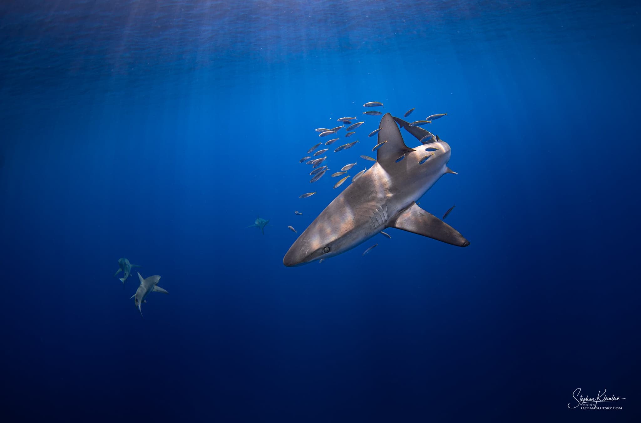 Oceanic reef shark swimming under blue sunlit water during wildlife dive