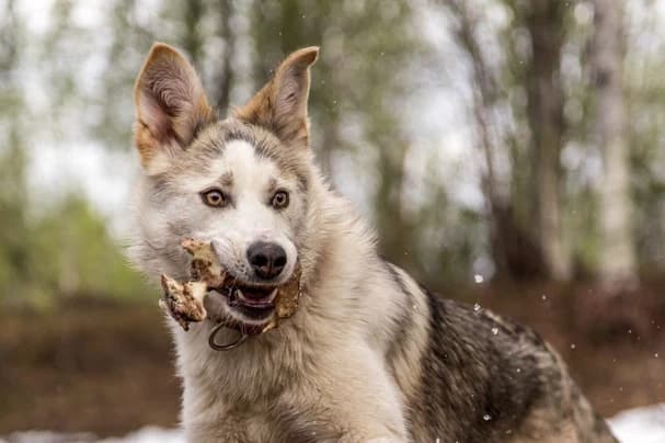 Artic Family Fun Day | Farm in Meistervik | 