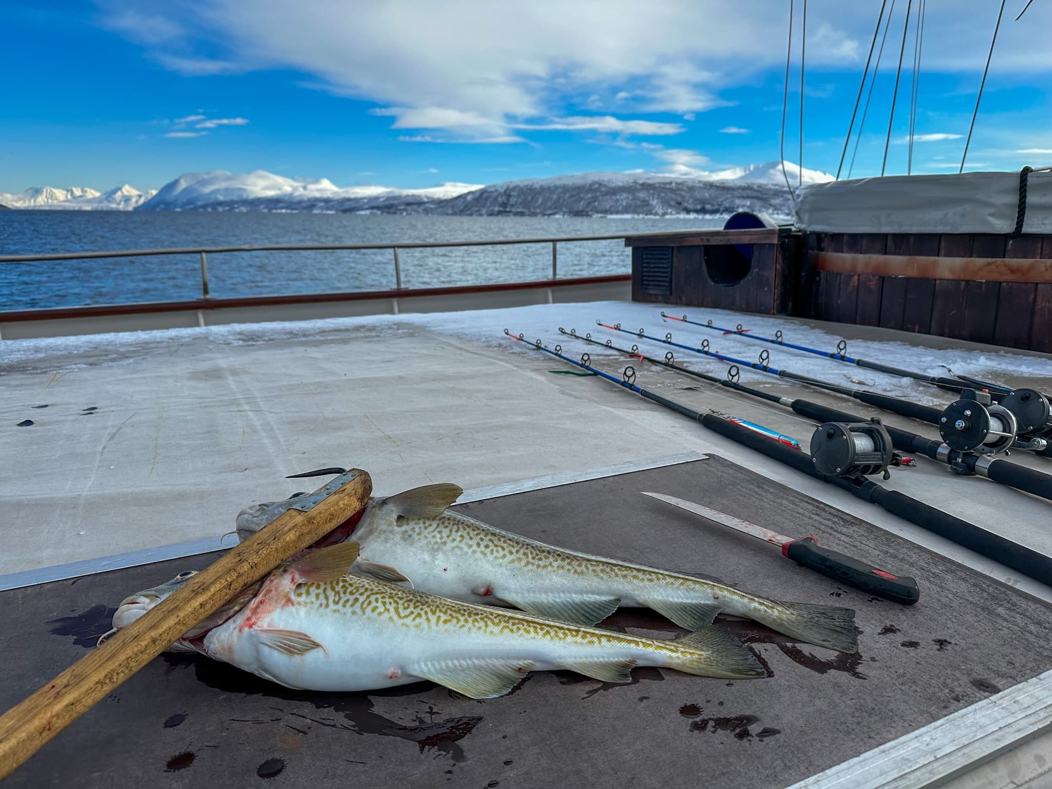 Fishing & Fjord Cruise with World Sea Explorers in Tromsø