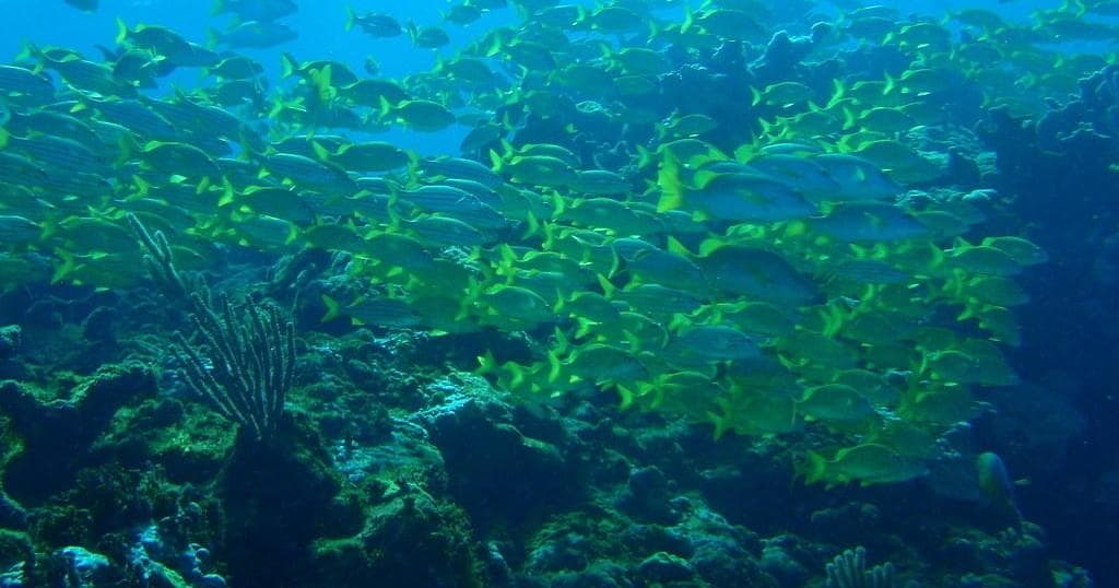 MUSA Sculpture Park Snorkel with Aquanauts Dive Adventures