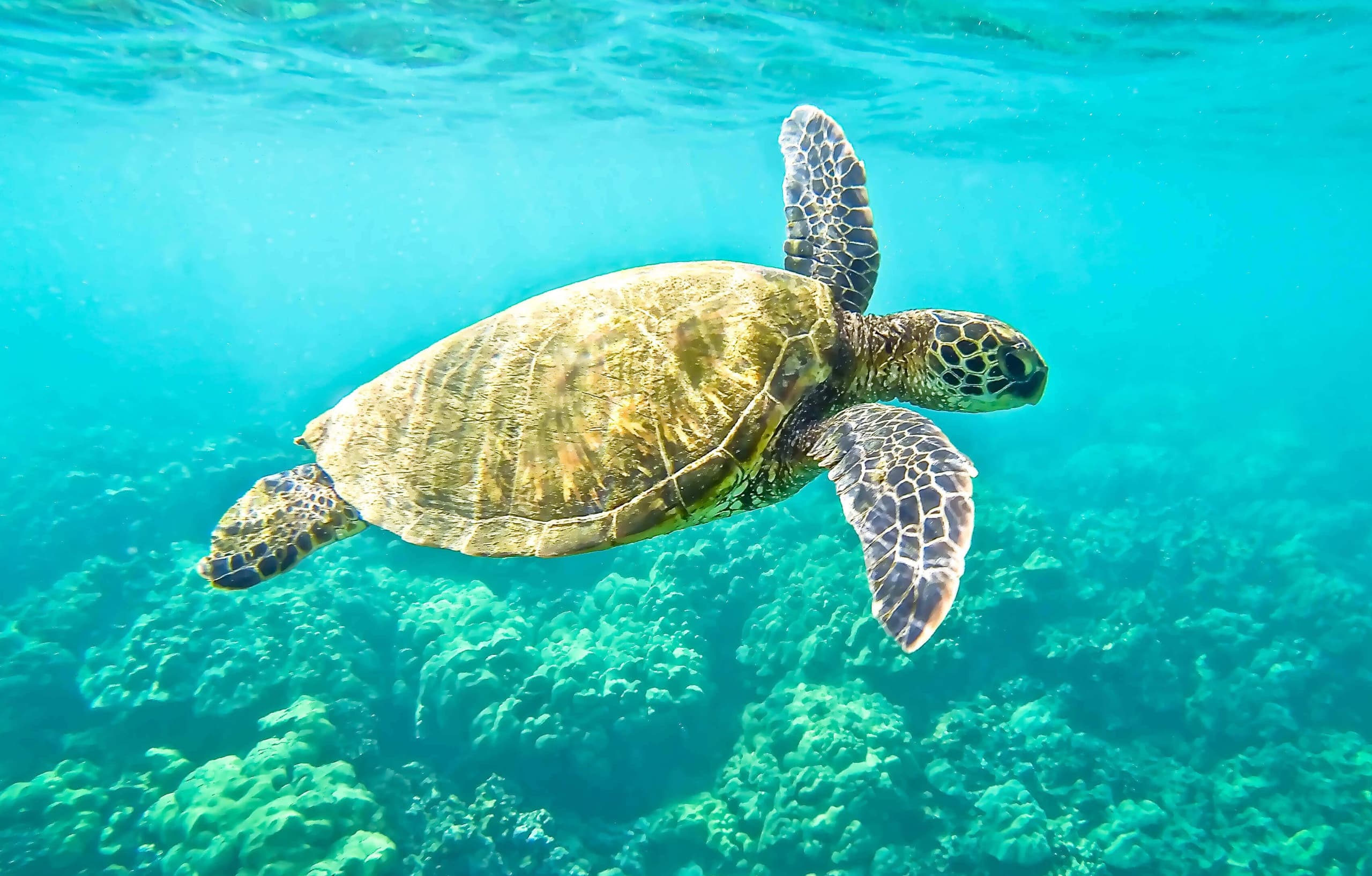 Private Ultimate Circle Island Tour in Oahu, Hawaii