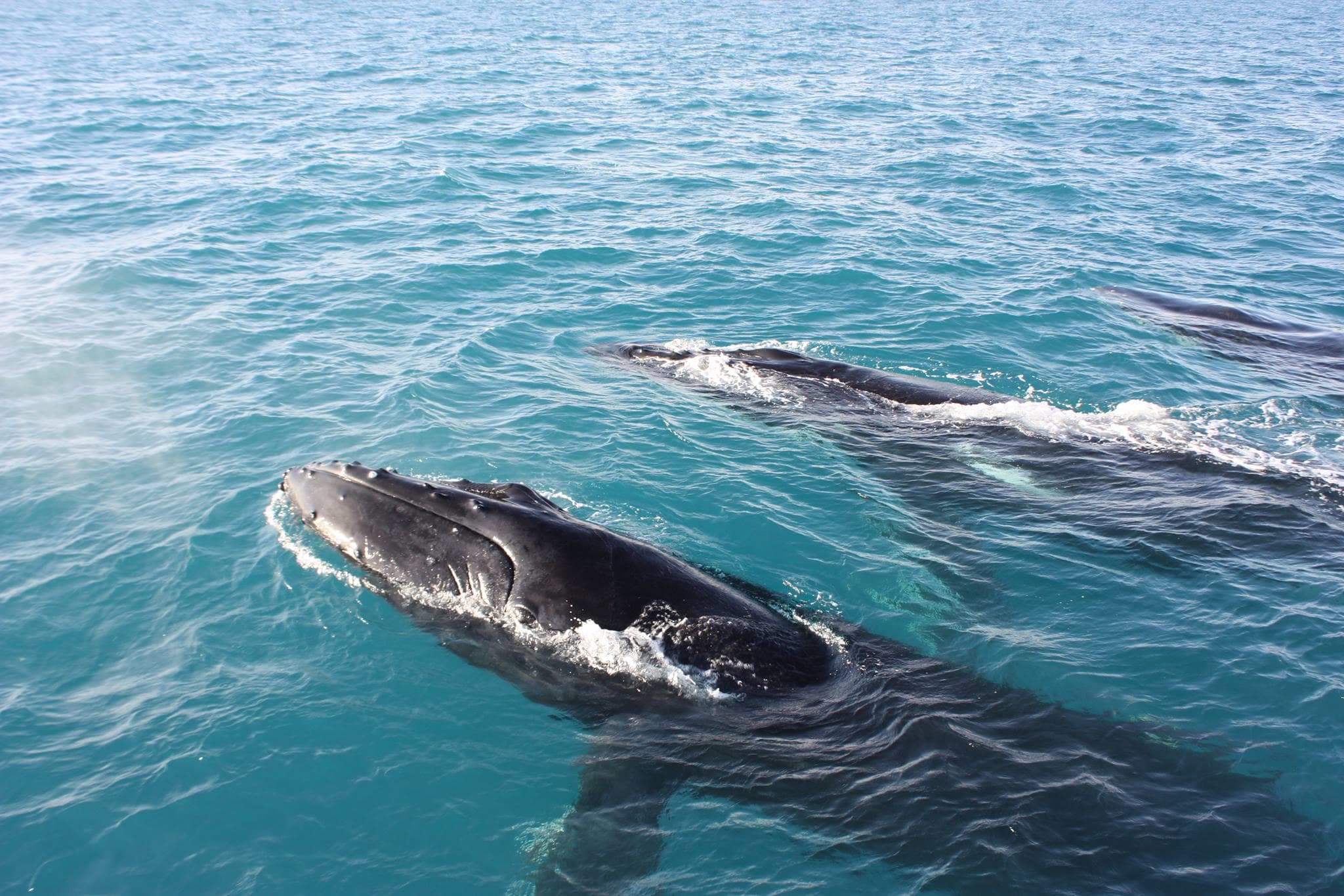 Two humpback whales surfacing together off Broome coast