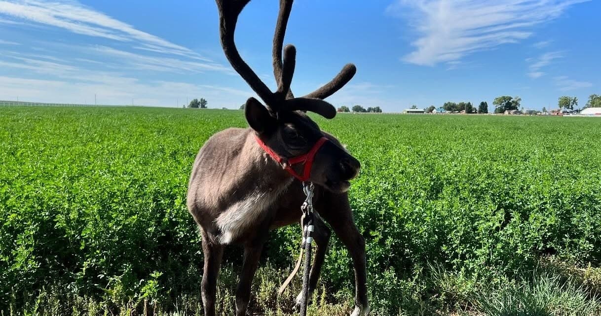 Reindeer Farm Experience in Loveland, CO: Feed Reindeer & Meet Donkeys