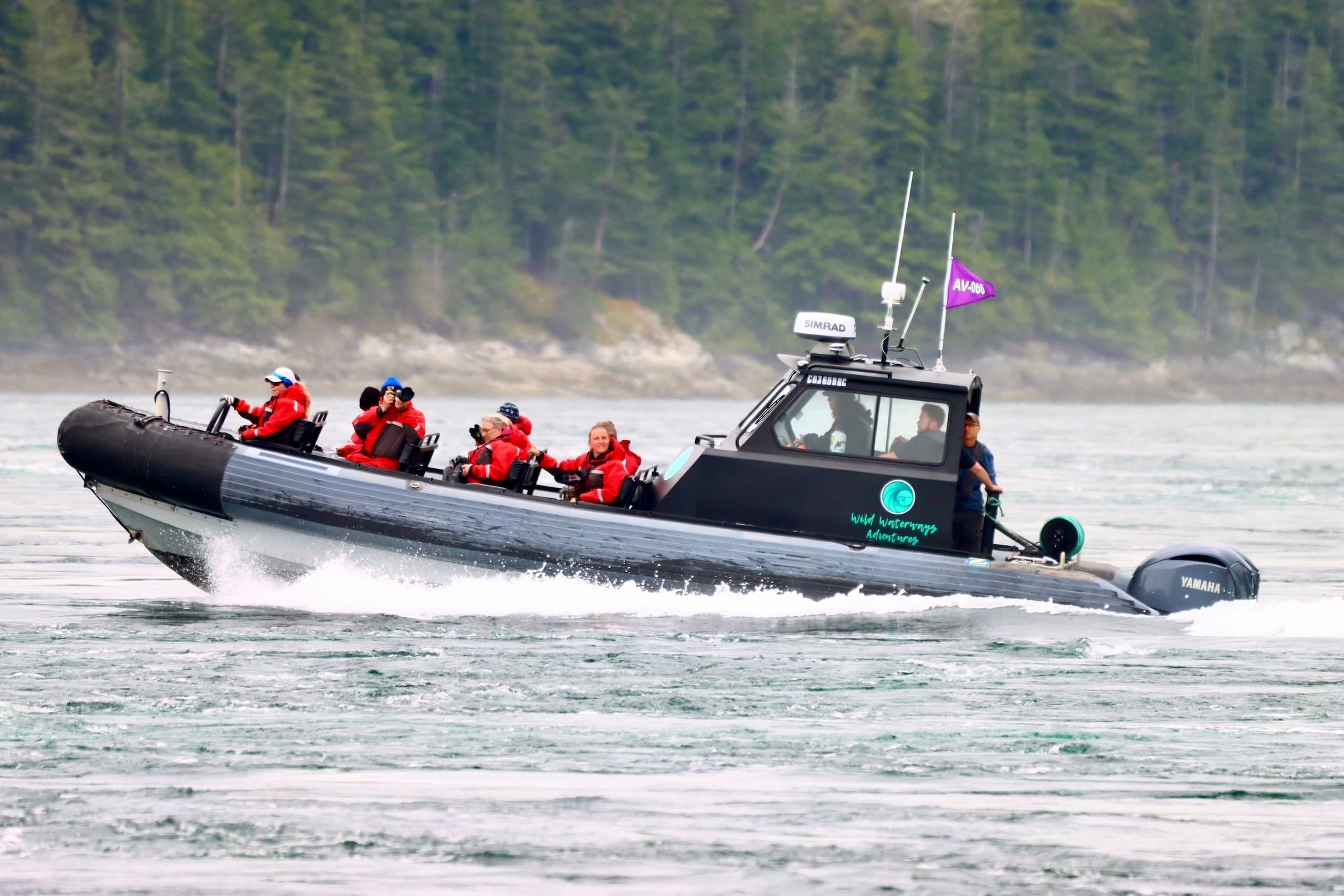 Bald Eagles & Tidal Rapids Adventure: Comox Wildlife Boat Tour photo 3
