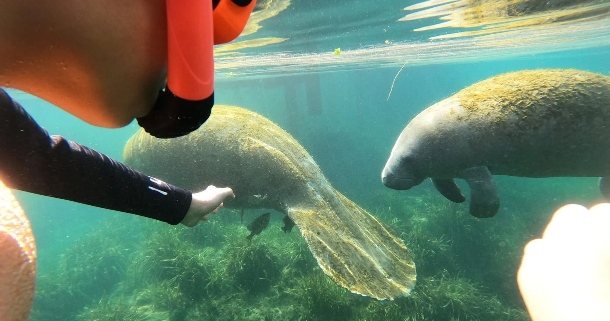 Crystal River Manatee Snorkeling Tour: Semi-Private King's Bay Adventure with Free Photos