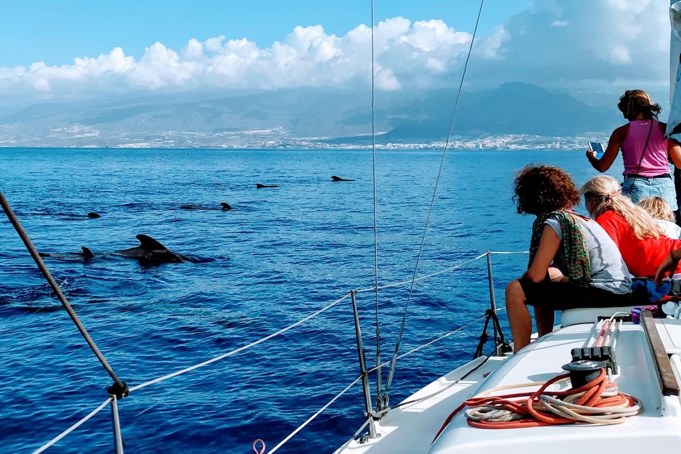 Passengers watching dolphins from sailboat along coastal waters