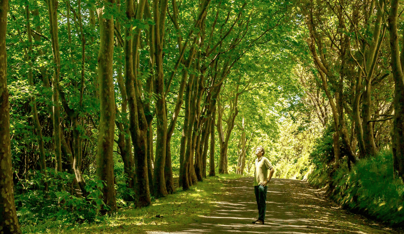 Hiker walking through leafy tree tunnel on Azores island trail