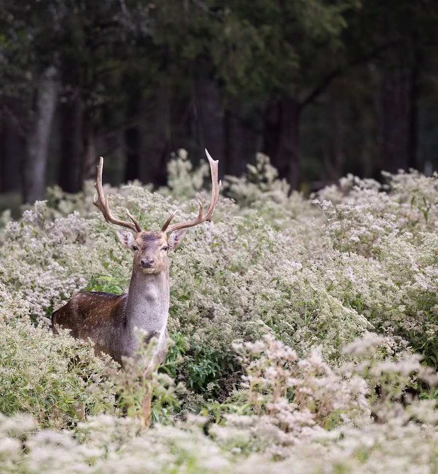 Safari After Hours: Evening Wildlife Walk at Canton Grand Safari photo 3
