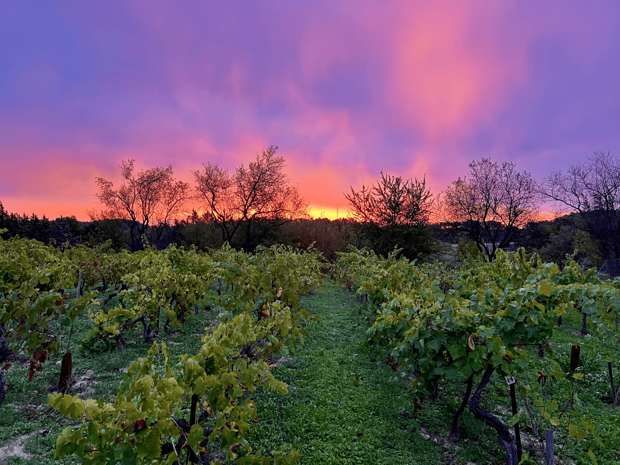 Vineyard sunset walk among rows of vines in Provence hills