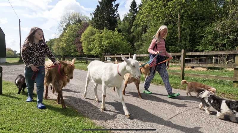 Land Adventures at Wildwoodland Retreat: Goat & Sheep Walks