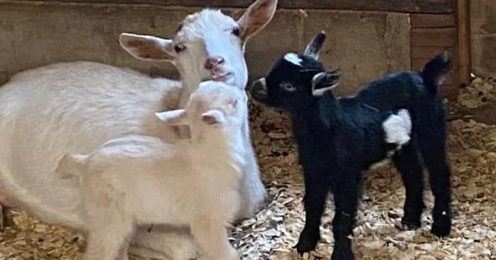 Baby goats nuzzling in shaded barn stall on farm bedding