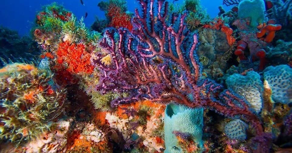 Vibrant coral reef panorama showcasing diverse tropical marine life