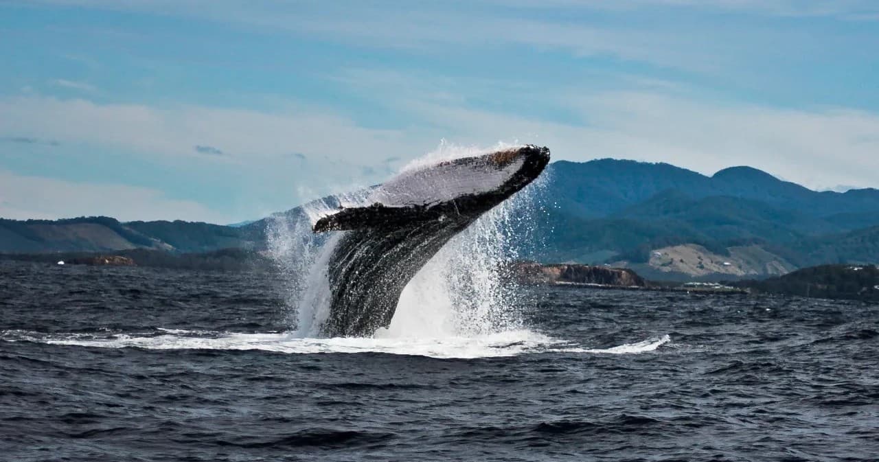 Unforgettable Whale Watching Adventure in Coffs Harbour’s Solitary Islands Marine Park