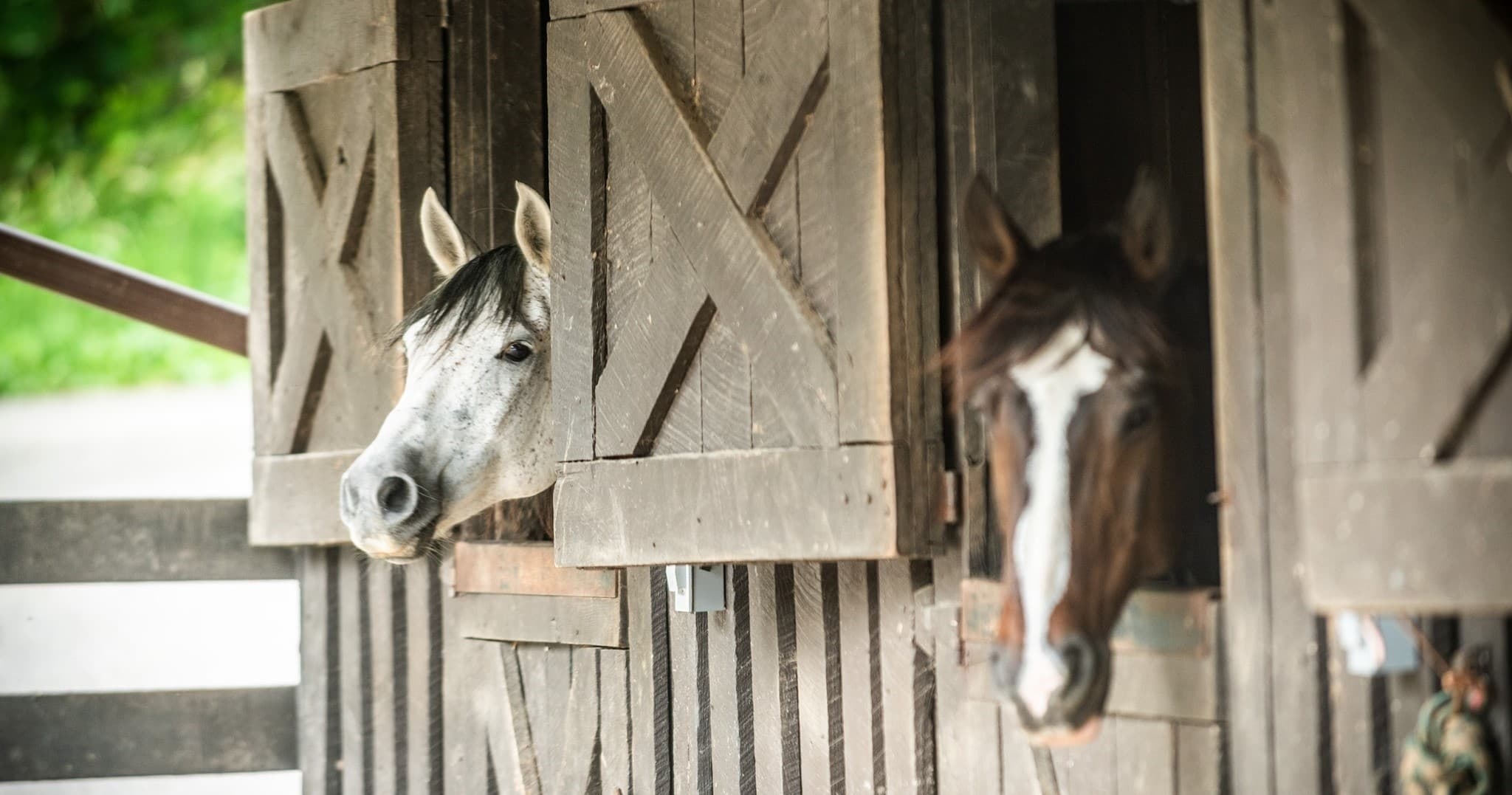 Land Adventures with Shenandoah National Park Horseback Riding