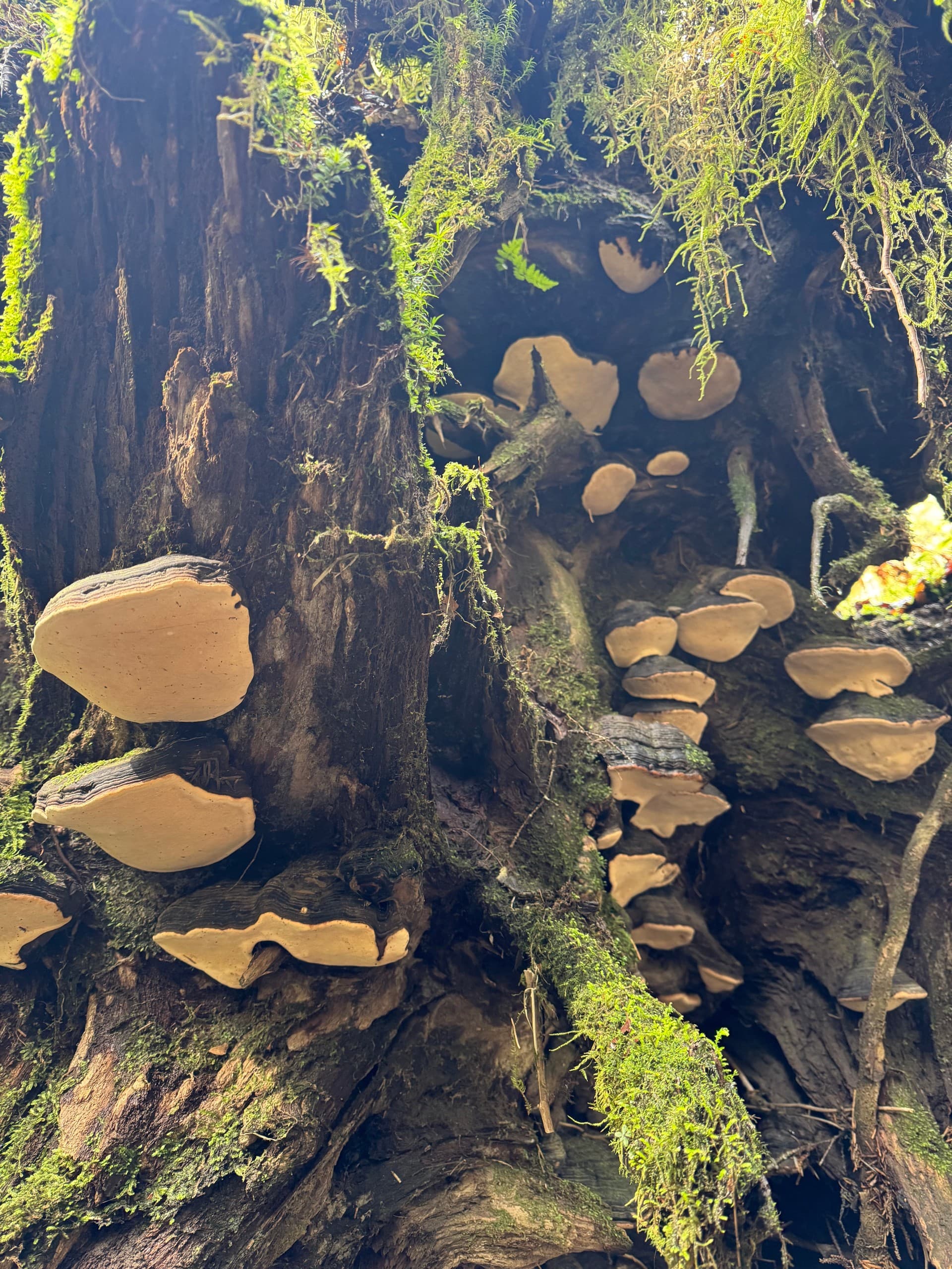 Mosquito Cove Estuary Walk: Guided Sitka Hike for Tidal Life and Wildlife photo 2