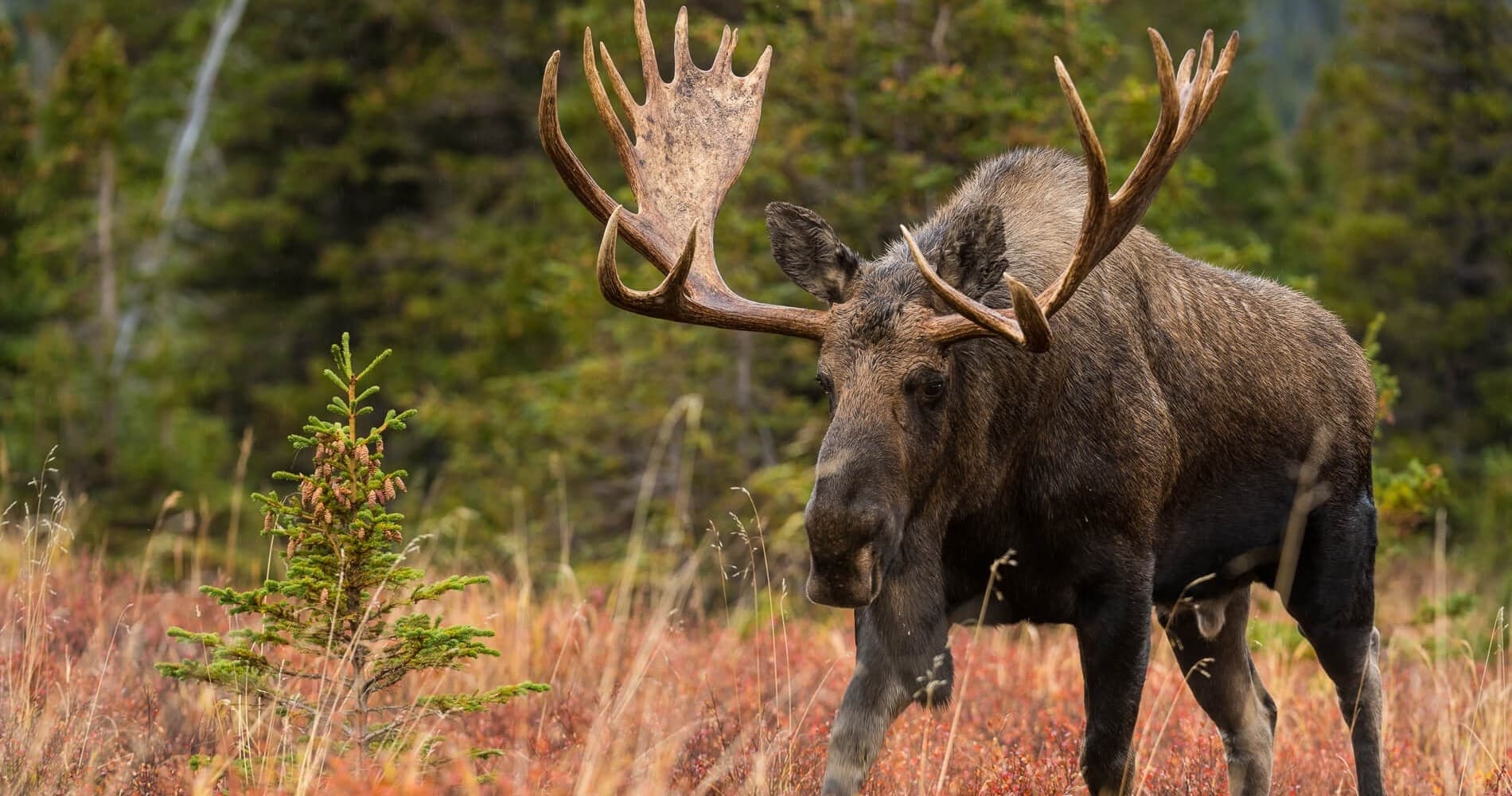 Moose Photo Safari Adventure in Anchorage, Alaska