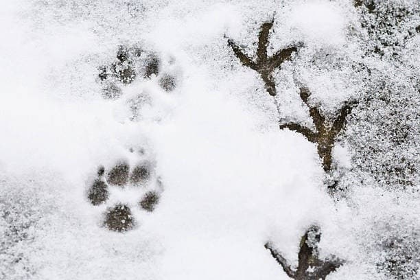 Reading the Snow: Winter Animal Tracking Snowshoe Hike at Tara Lila (Eagle River, WI)
