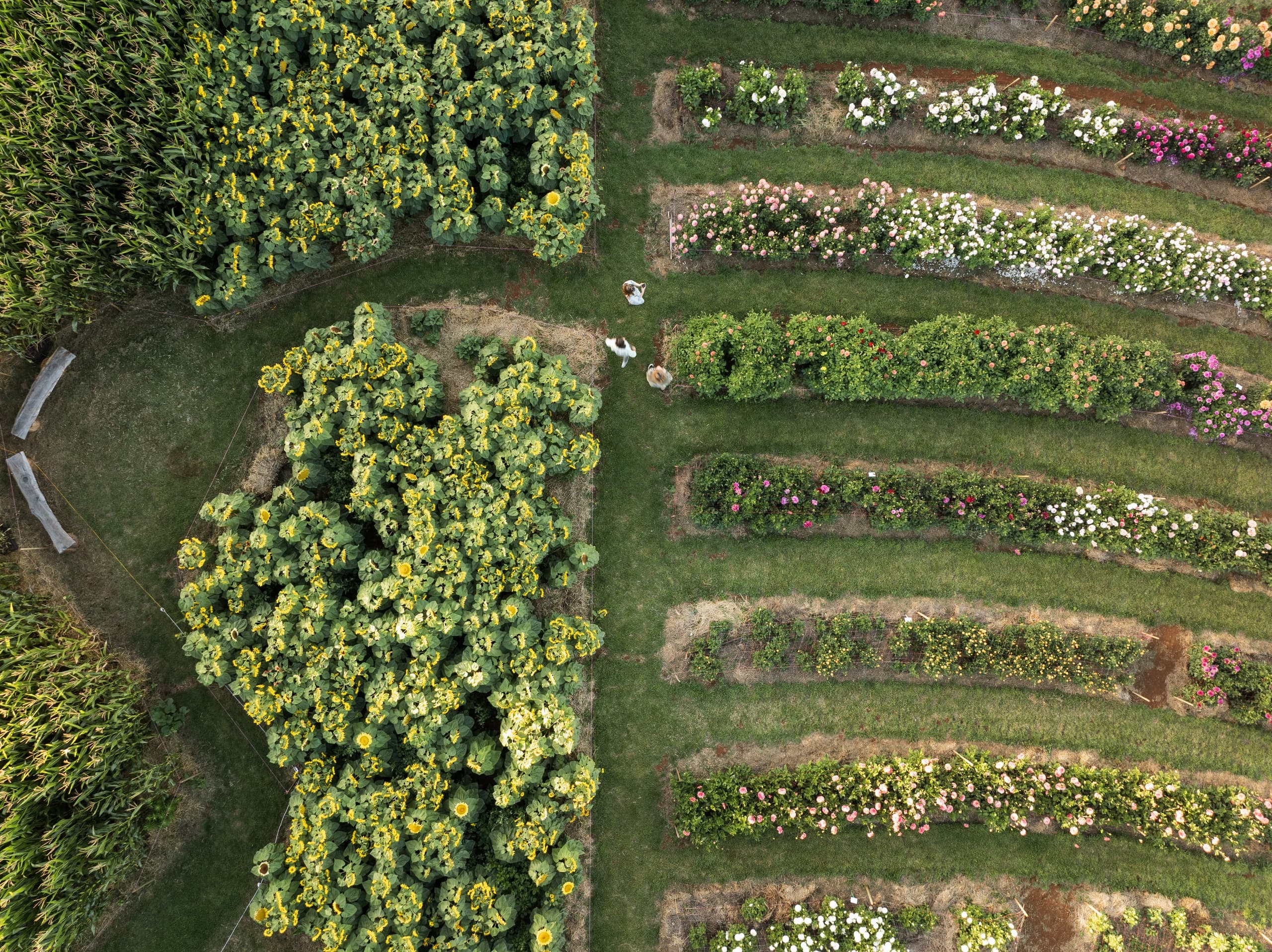 Free BighART Digital Drawing Workshop for Youth at Table Cape Tulip Farm
