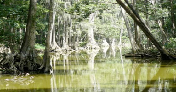 Celebrate New Year's Eve on Mount Dora's Spectacular Fireworks Boat Tour