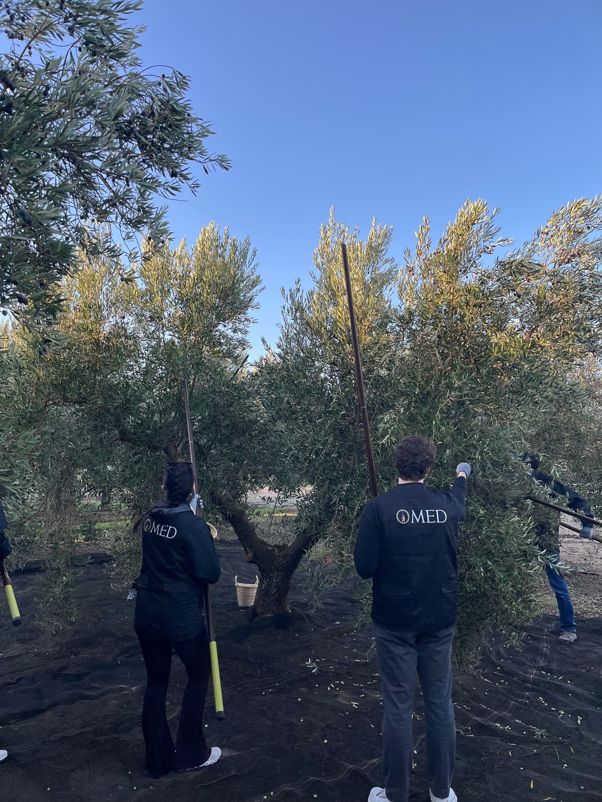 Harvest Olives with O-MED: Hands-On Extra Virgin Olive Oil Experience Near Granada photo 2