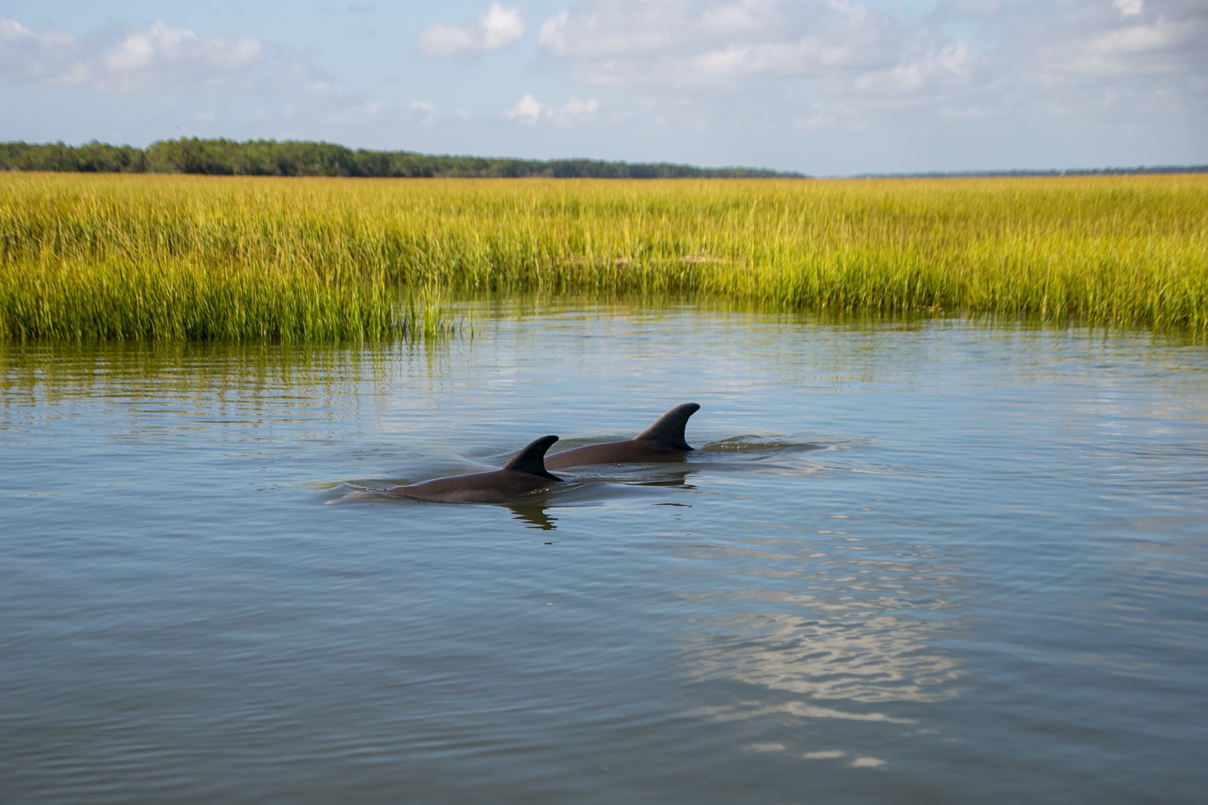 Bottlenose dolphins surfacing in coastal marsh grasses near shoreline