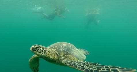 Guided Kayak & Snorkel Adventure in Kane’ohe Bay, Hawaii