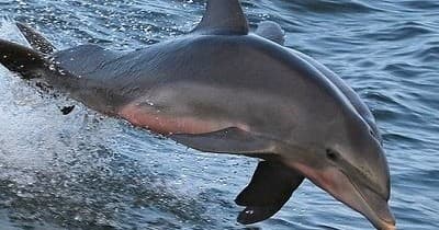 Dolphin leaping beside boat in open ocean during charter
