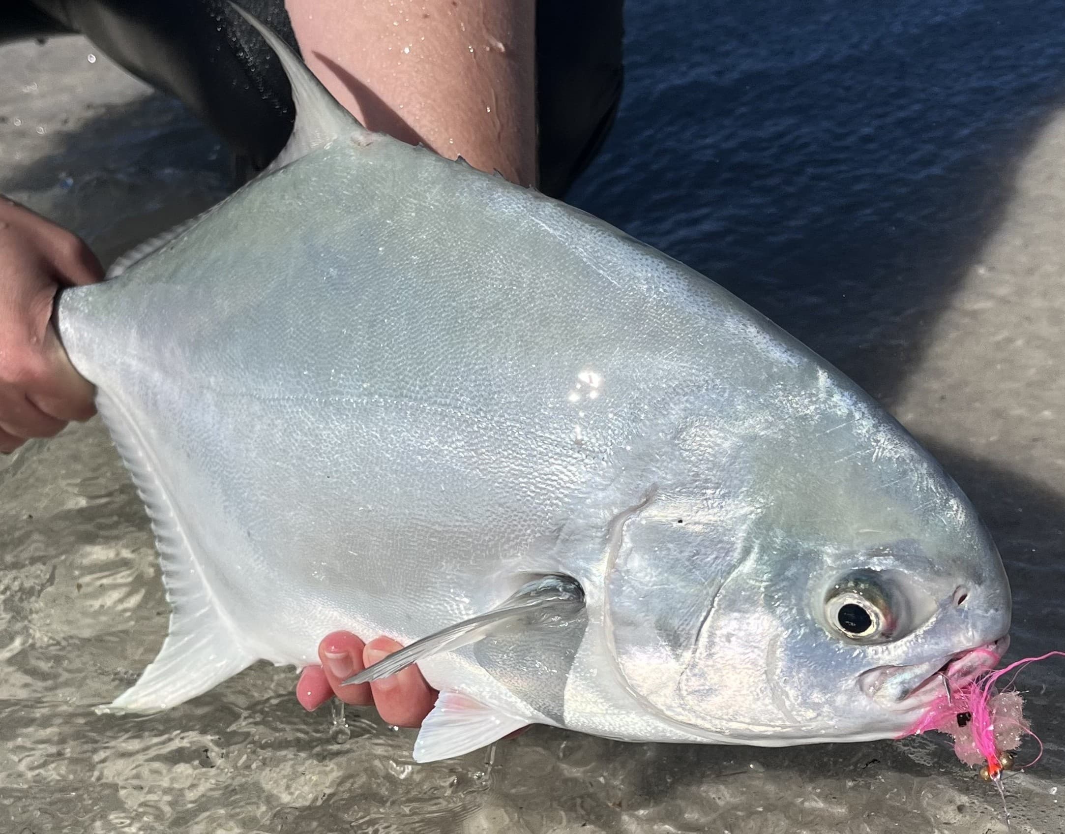 Angler holding a silver permit on Gulf Coast shore with pink lure