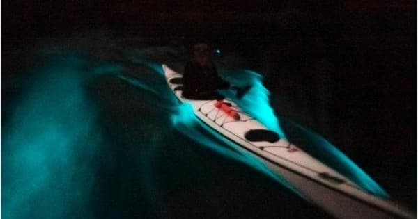 Bioluminescence Kayak Tour