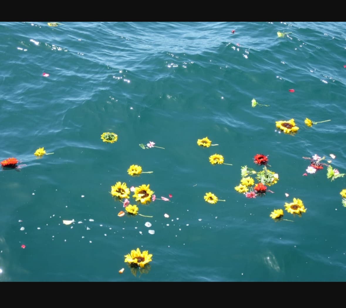 Yellow flowers drifting on turquoise ocean surface, scattered blooms