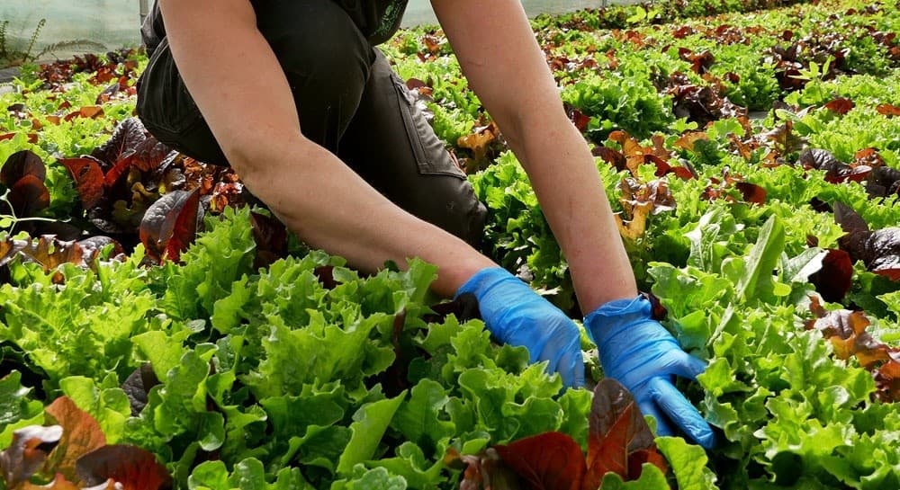 Private Organic Farm Tour at McNally Family Farm in North Dublin