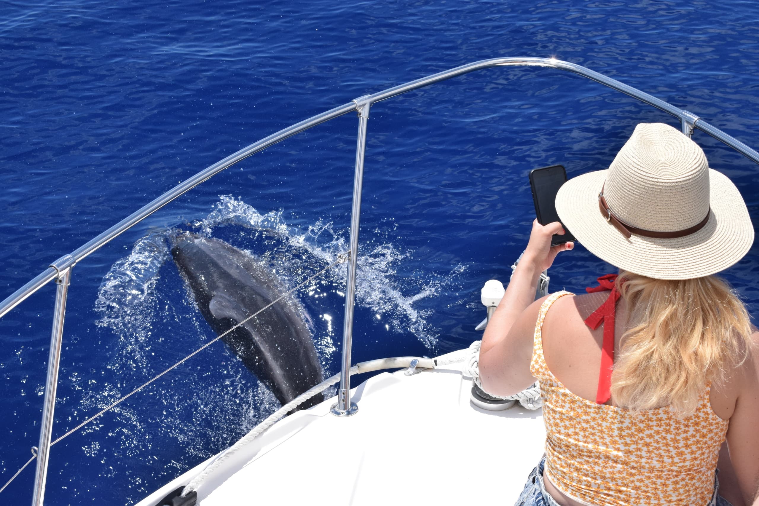 Private Whale & Dolphin Watching with On Tales in Madeira