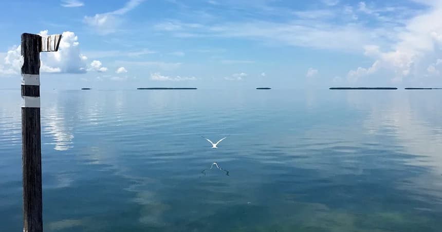 Calm reflective seascape with seabird and distant keys