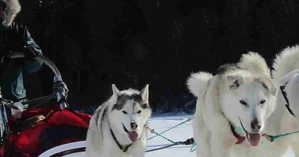 Team of huskies pulling sled across bright snowy terrain