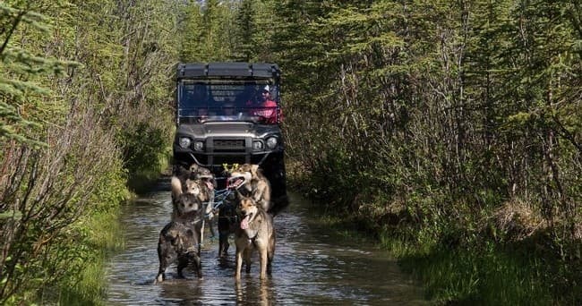 Summer sled-dog training crossing forest stream with UTV
