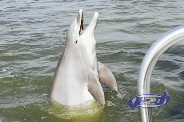 Experience the Magic of Hilton Head’s 2 Hour Sunset Dolphin Tour with H2O Sports